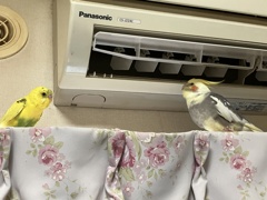 おい！ここ・・なんか涼しいぞ～とちょんま君　　だね・・ときみどりちゃん