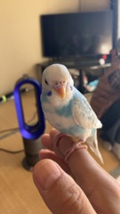お空ちゃん　退避　