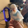 お空ちゃん　退避　
