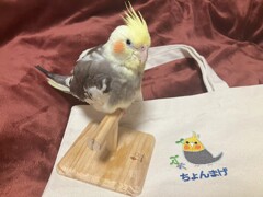 あのねあのね　パパが名前入りバッグ買ってくれたの！これでお出かけするの！