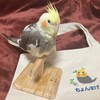 あのねあのね　パパが名前入りバッグ買ってくれたの！これでお出かけするの！