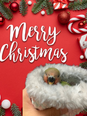 来週のライブのポスター2