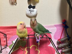 きいちゃんとすもも