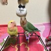 きいちゃんとすもも
