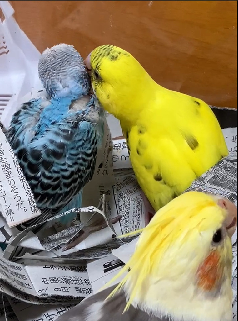さりげなく見つめるちょんま君