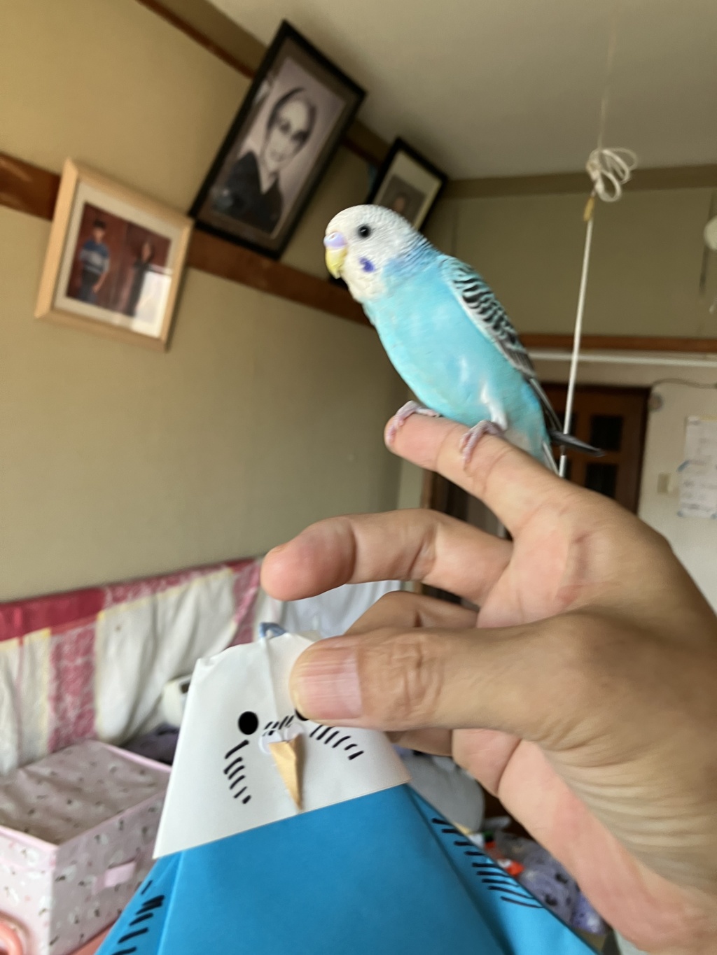 チコ三世　♂　２か月