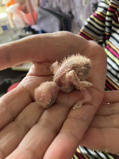 コザクラインコのヒナ