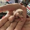 コザクラインコのヒナ