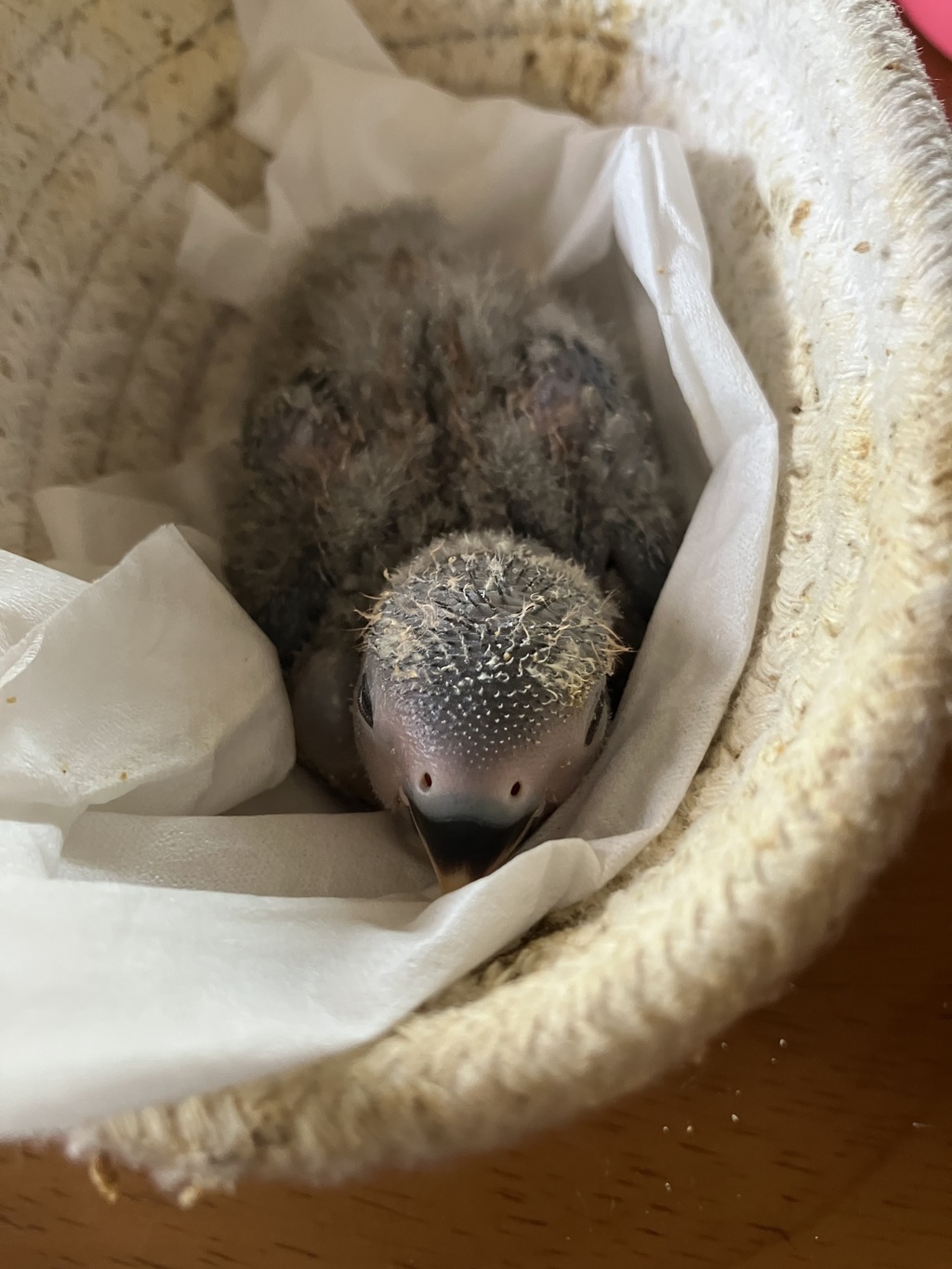 ななちゃん　生後１８日目