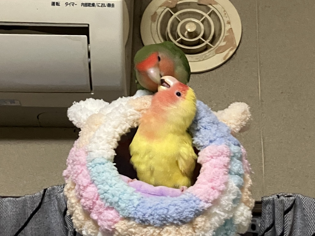 愛の巣