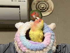 愛の巣