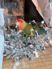 光り物嫌うはずなのに飛び込んだ子