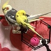 大使二人のお昼寝姿