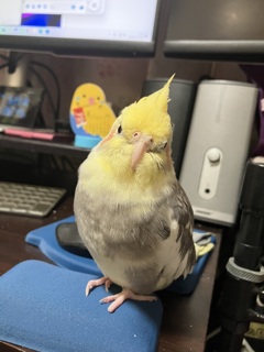 パパ〜と言っております。