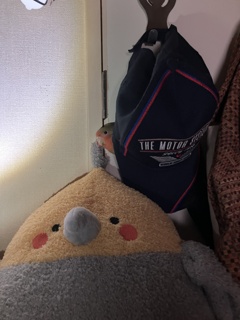 七七ちゃんの寝床・・・呼ぶと顔出す。