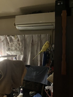 きみどりちゃん定位置