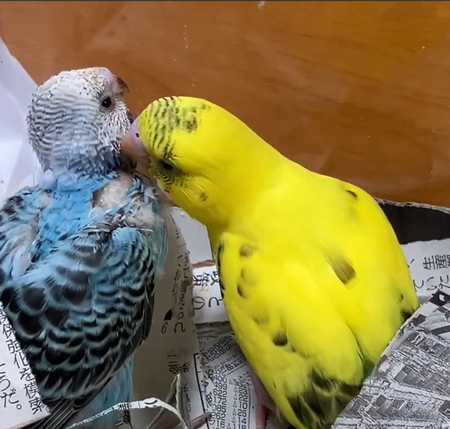 母は黄色ぴーちゃん　主　オパーリン　チコ三世