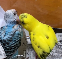 母は黄色ぴーちゃん　主　オパーリン　チコ三世