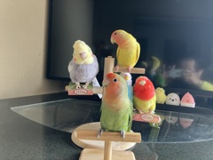 やぁ？あれ？みたいな顔
