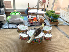 おいらはドラマー　まもなくデビュー