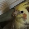 僕はつまみ食いしてないよ・・と否認の表情。確たる証拠付き