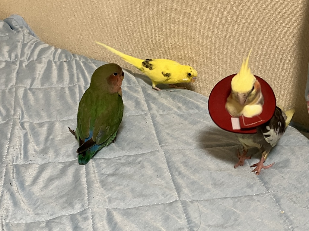 ちょんま　絞扼　また足怪我・・・不憫でならぬ