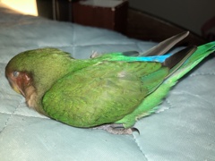 枕　半分占領　Zzzz..