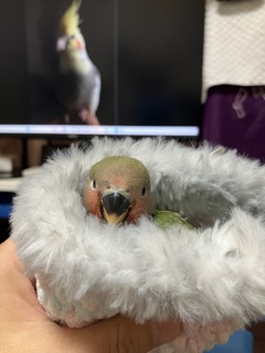 案外　お気に入り