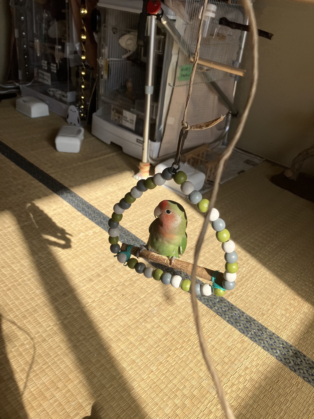 食器棚の後ろに落ちました。レスキューしました。