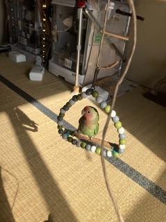 食器棚の後ろに落ちました。レスキューしました。