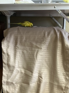 心配そうにカバーの隙間から覗くキミドリちゃん