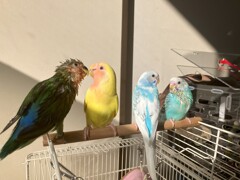 大家族