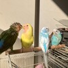 大家族