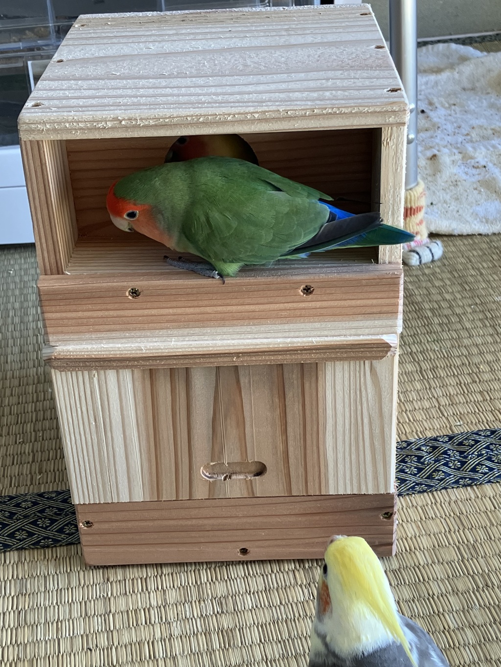 いいなぁ　新しいお家