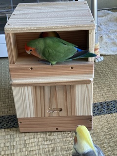 いいなぁ　新しいお家