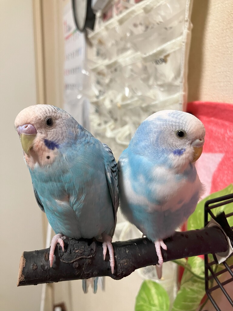 お空ちゃん　チコちゃん