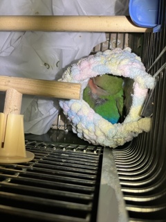 七七ちゃんは自分で袋に入って寝てる。