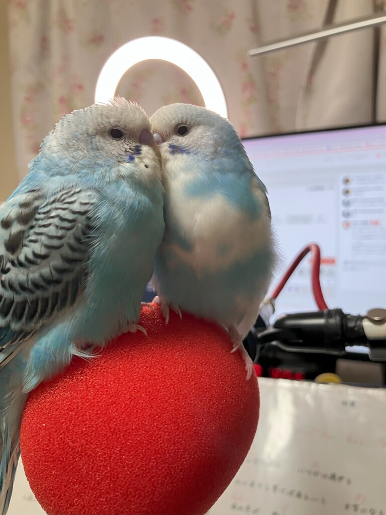 見た目♡