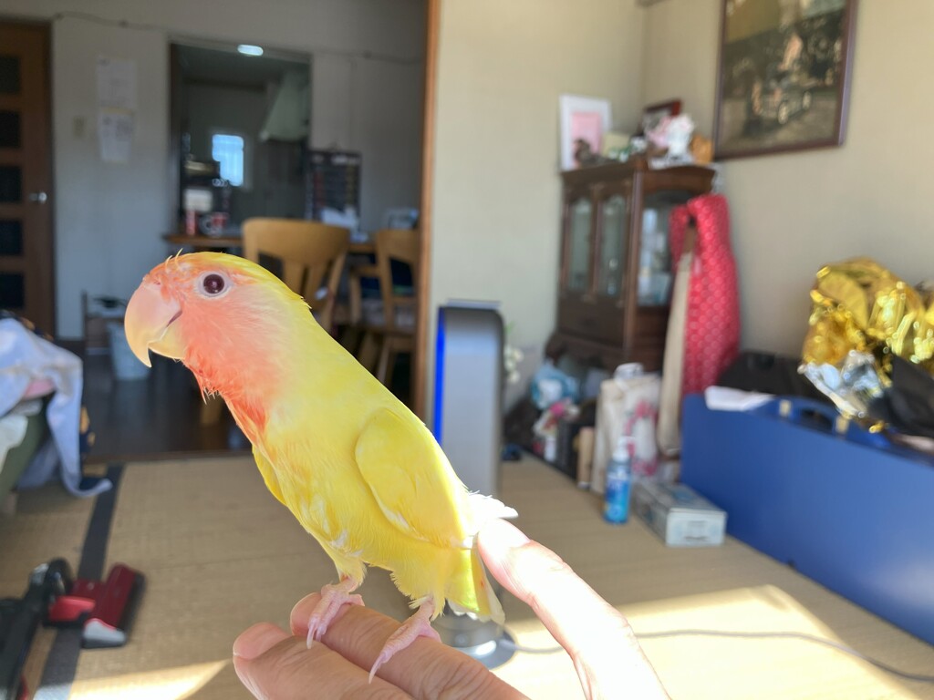 きいちゃん　頭部だけ水浴び