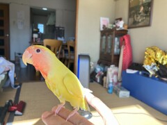 きいちゃん　頭部だけ水浴び