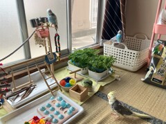４羽会談　きぃちゃんは抱卵中