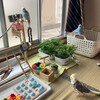 ４羽会談　きぃちゃんは抱卵中