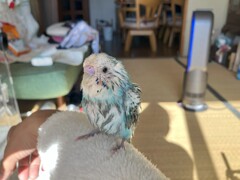 ちこちゃん生まれて初めての水浴び
