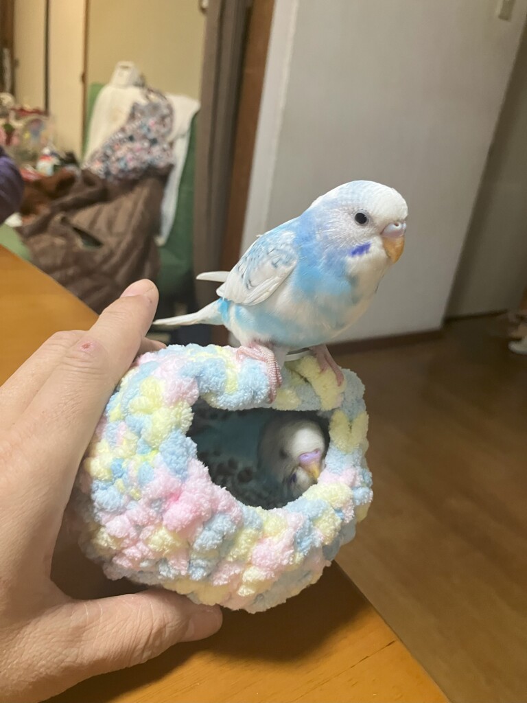 お空ちゃんとチコ二世