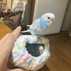お空ちゃんとチコ二世
