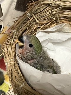 七七ちゃん　２５日目