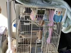 出たい出たいコール
