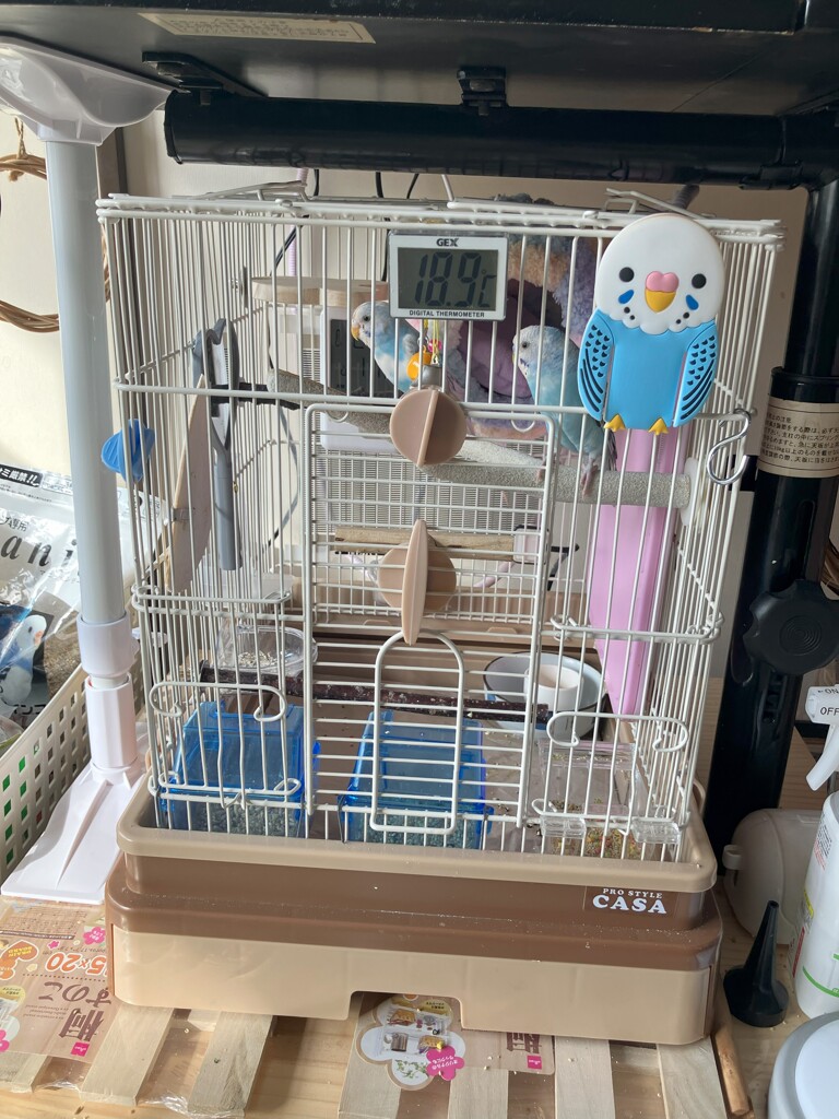 セキセイインコのお宅