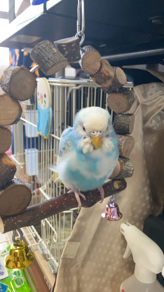 ここが好き　青空に白い雲