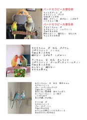 愛鳥紹介